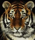 iapreps_logo_305.gif